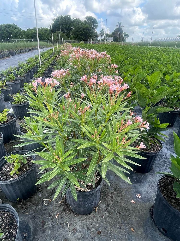 nerium-oleander-petite-salmon-oleander