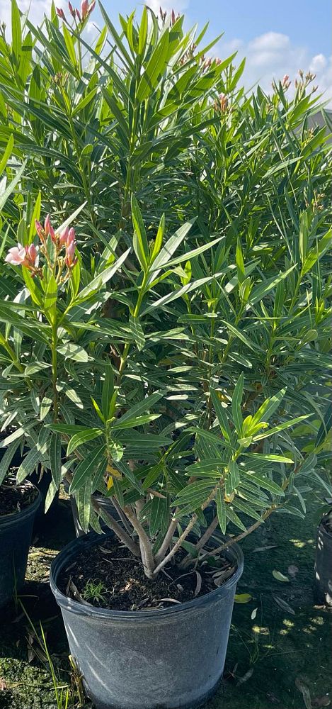 nerium-oleander-petite-salmon-oleander