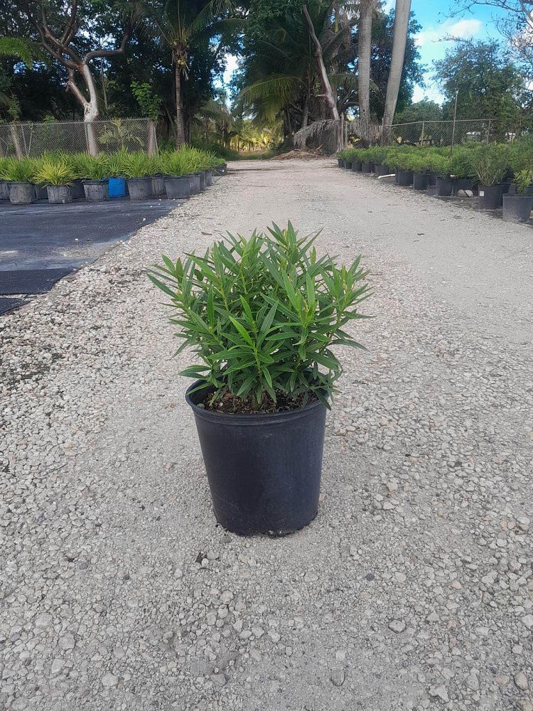 nerium-oleander-petite-salmon-oleander