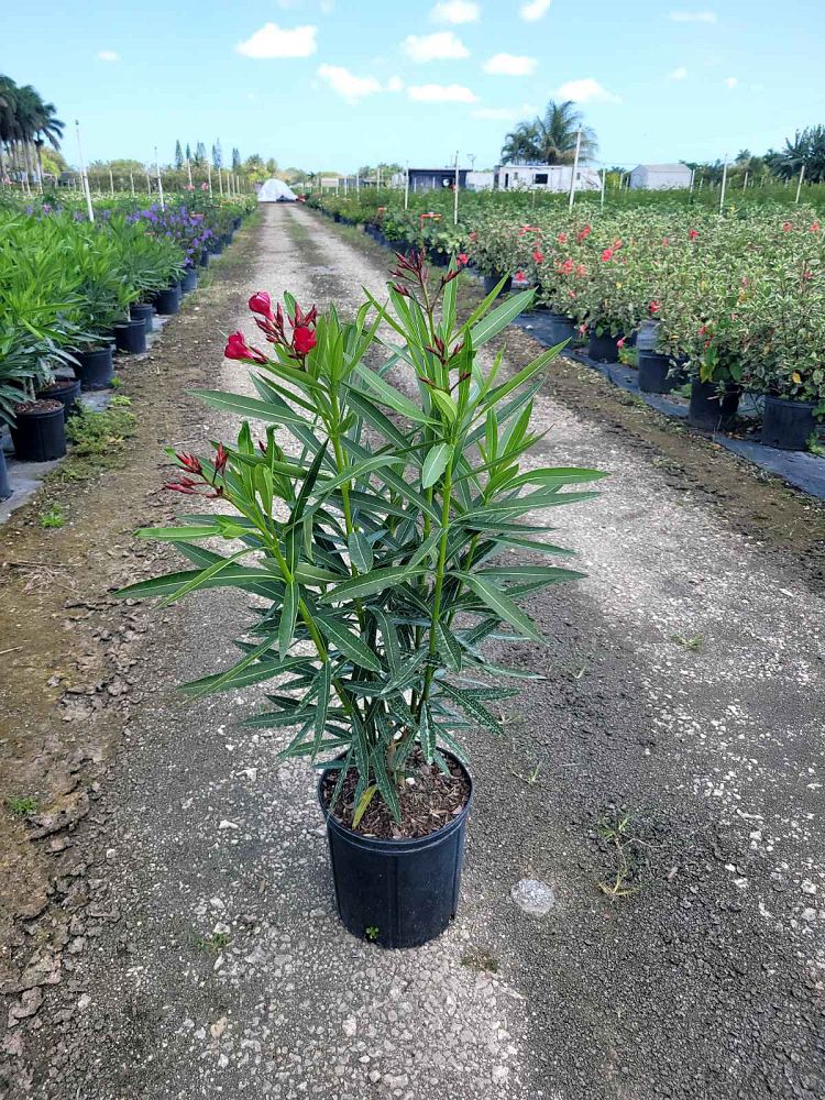 nerium-oleander-red-oleander