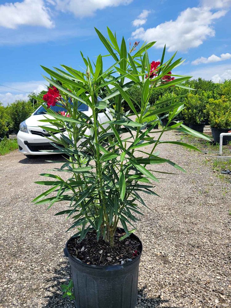 nerium-oleander-red-oleander