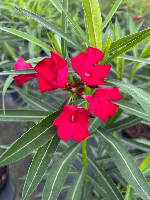 nerium-oleander-red-oleander