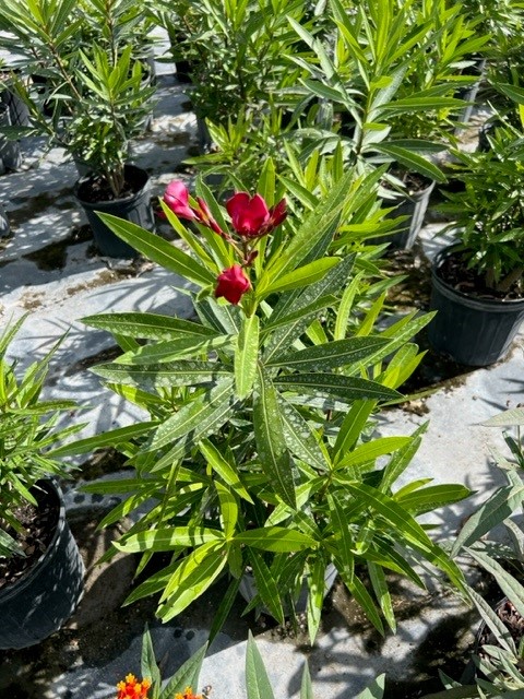 nerium-oleander-red-oleander