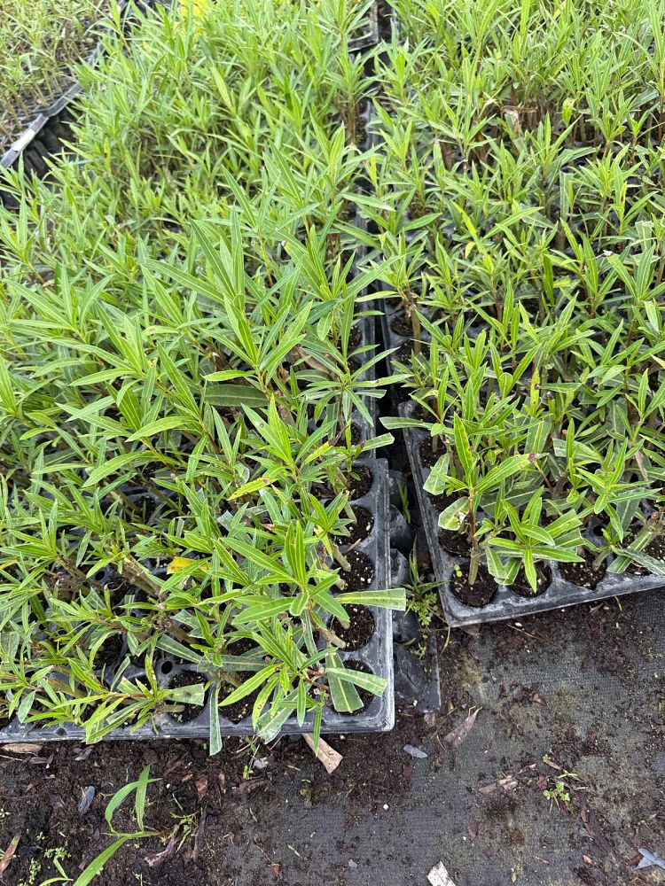 nerium-oleander-red-oleander