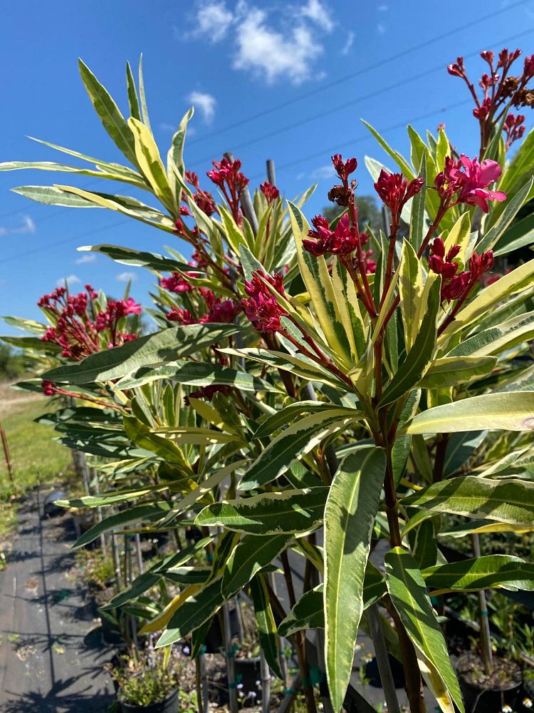nerium-oleander-twist-of-pink-oleander-variegated