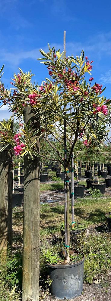 nerium-oleander-twist-of-pink-oleander-variegated