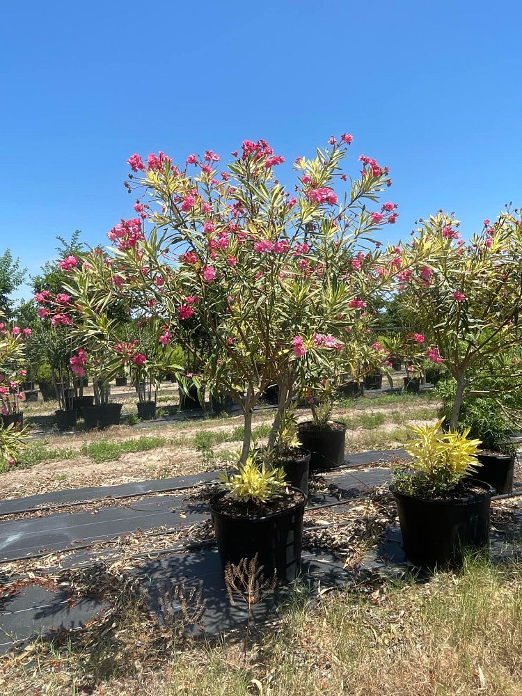 nerium-oleander-twist-of-pink-oleander-variegated