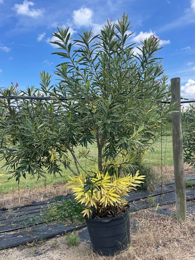 nerium-oleander-twist-of-pink-oleander-variegated