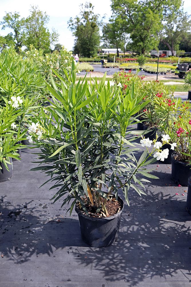nerium-oleander-white-oleander