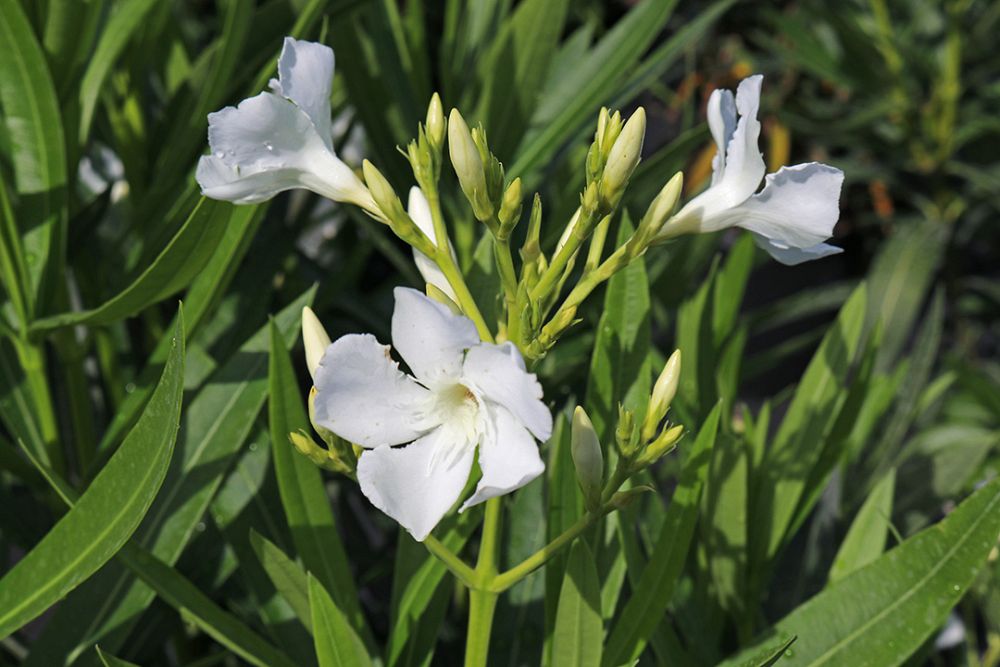 nerium-oleander-white-oleander