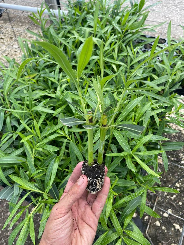 nerium-oleander-white-oleander