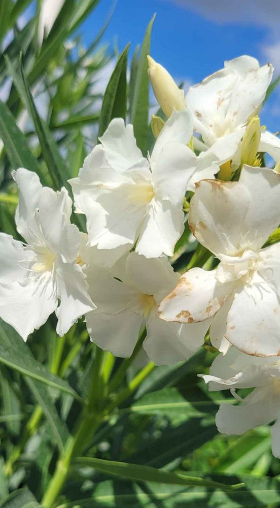 nerium-oleander-white-oleander