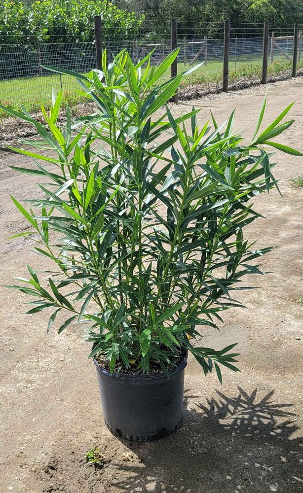 nerium-oleander-white-oleander