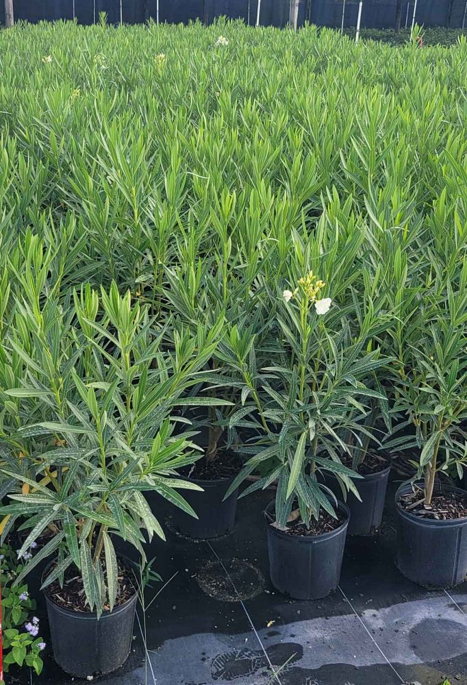 nerium-oleander-white-oleander