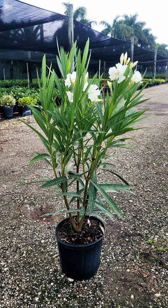 nerium-oleander-white-oleander