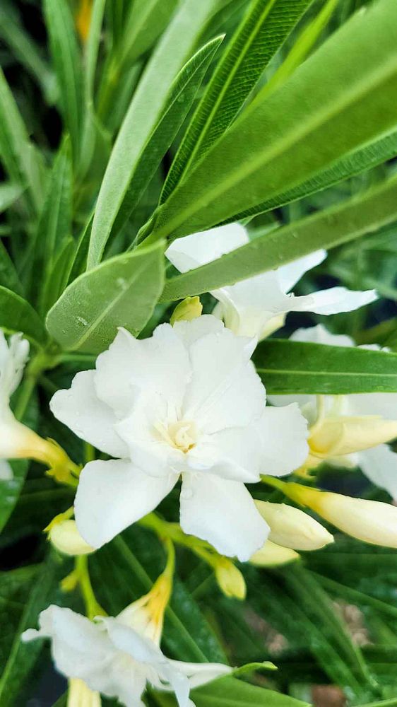 nerium-oleander-white-oleander