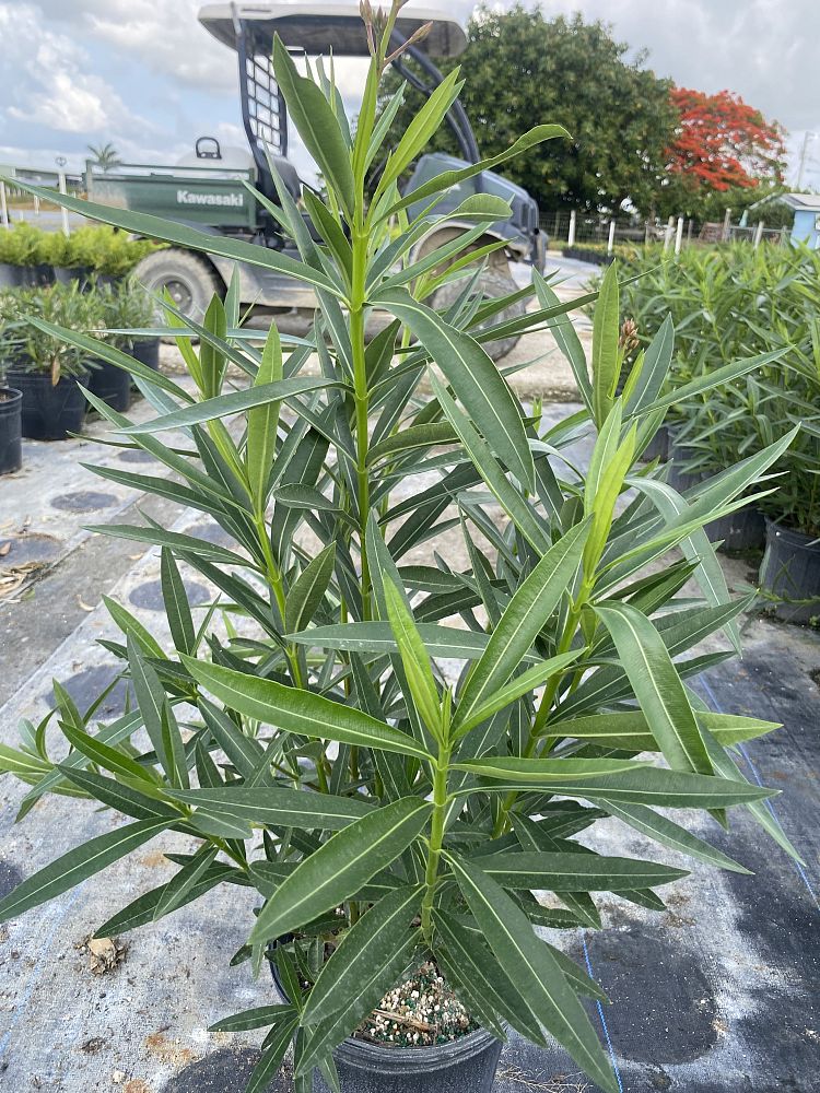 nerium-oleander-white-oleander