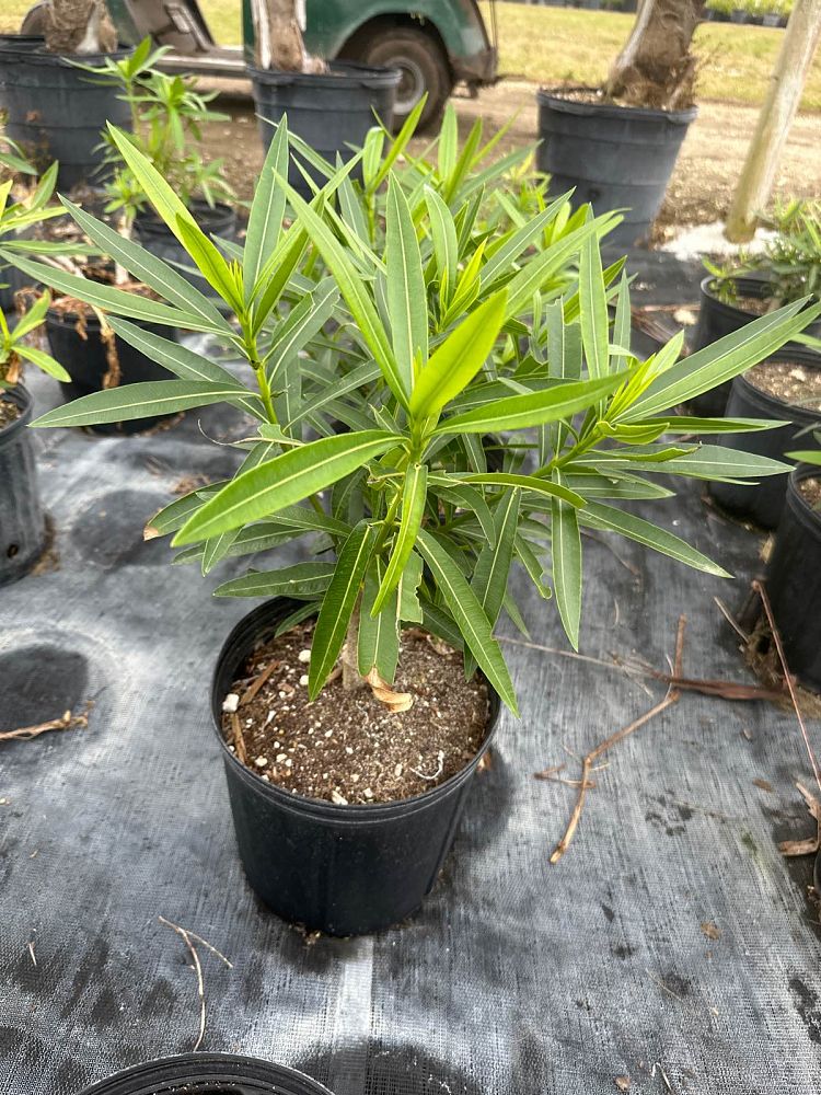 nerium-oleander-white-oleander