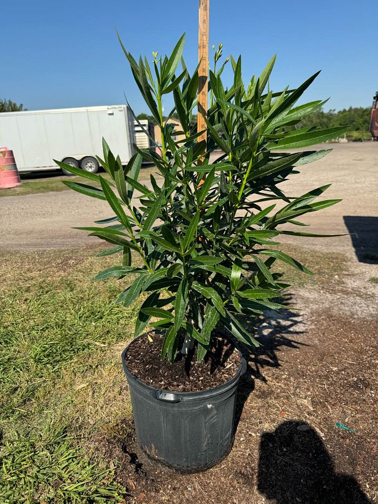 nerium-oleander-white-oleander