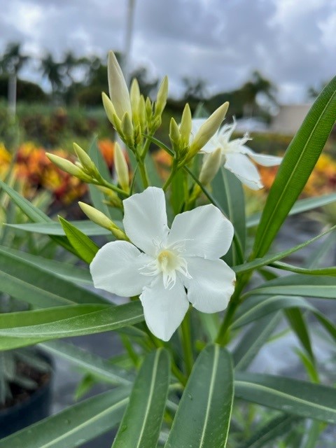 nerium-oleander-white-oleander