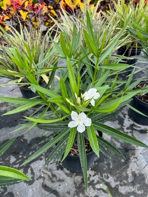nerium-oleander-white-oleander