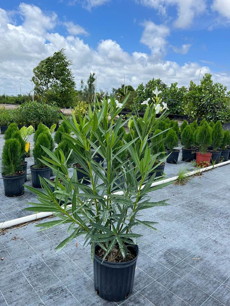 nerium-oleander-white-oleander