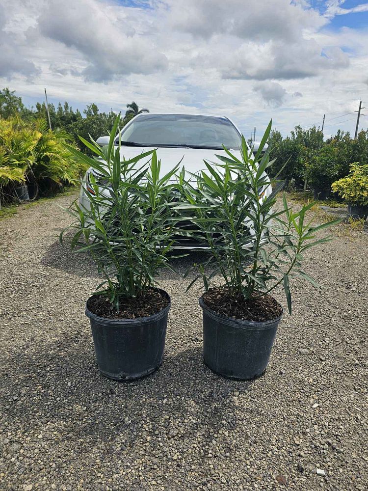 nerium-oleander-white-oleander