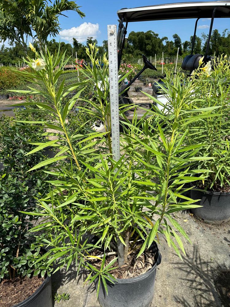 nerium-oleander-white-oleander