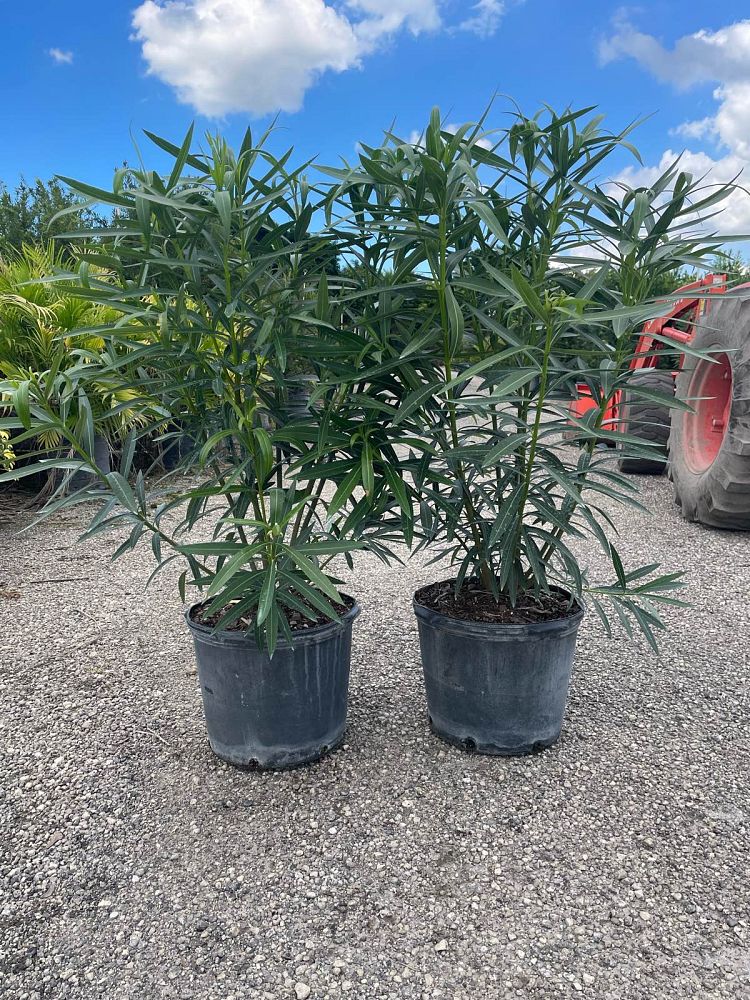nerium-oleander-white-oleander