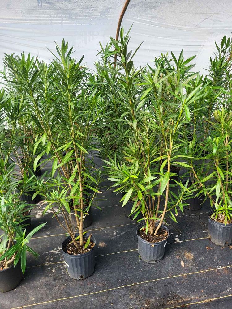 nerium-oleander-white-oleander