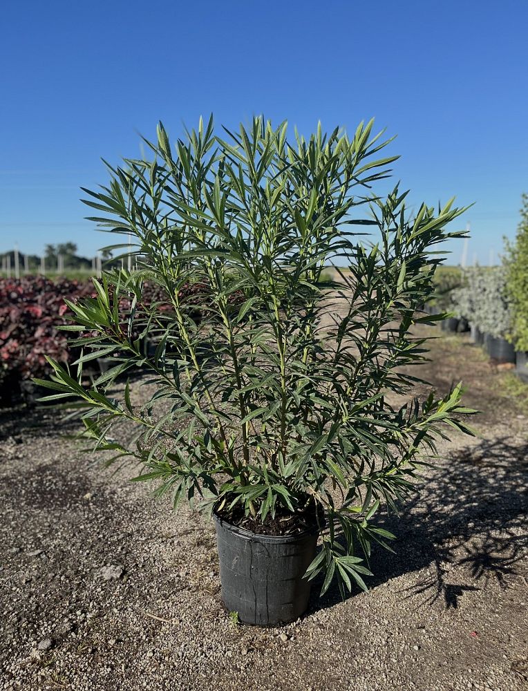 nerium-oleander-white-oleander