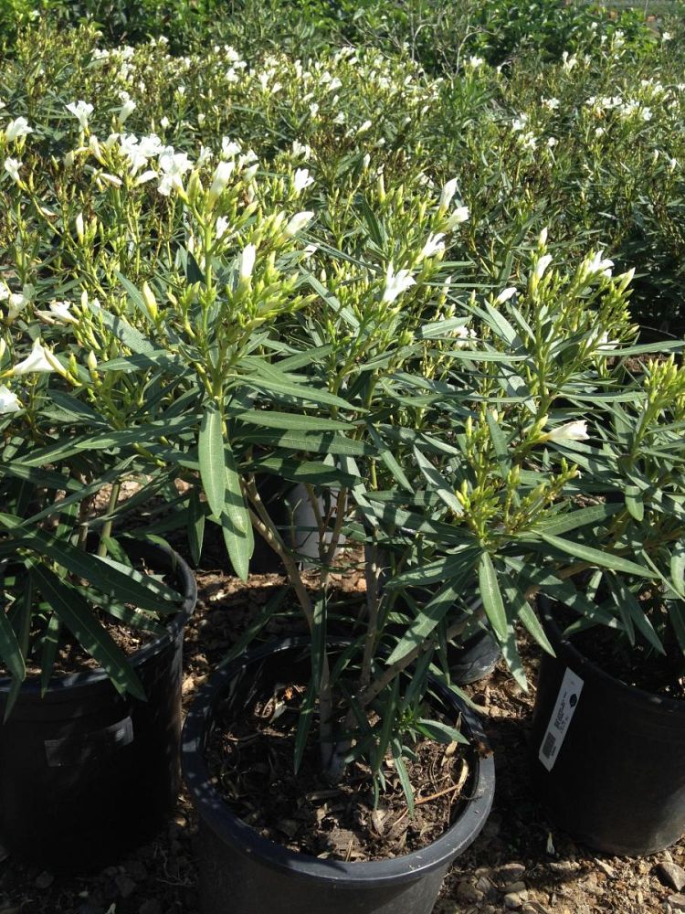 nerium-oleander-white-sands-oleander