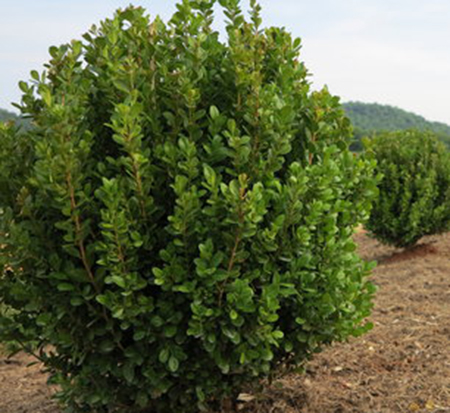 newgen-freedom-boxwood-buxus-x-sb300