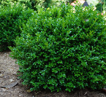 newgen-independence-boxwood-buxus-x-sb108-pp-28888