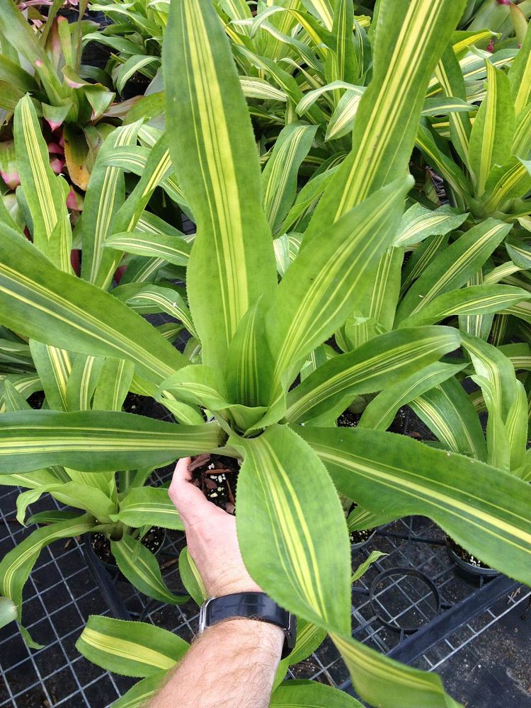 nidularium-mystery-bromeliad