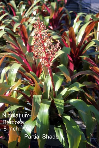 nidularium-ramosa-bromeliad