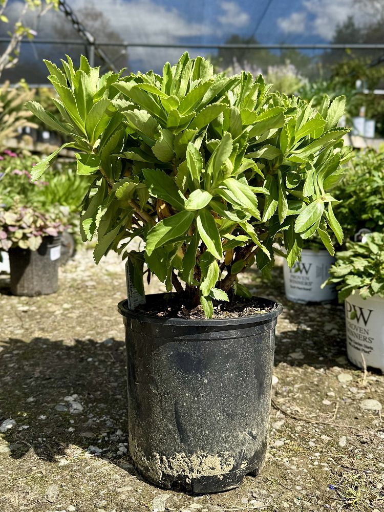nipponanthemum-nipponicum-nippon-daisy
