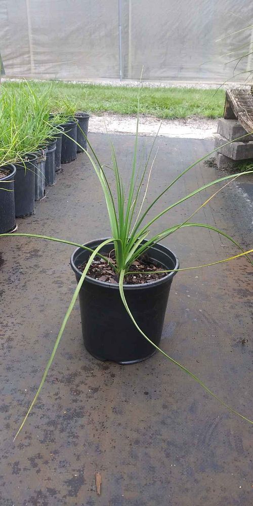 nolina-brittoniana-britton-s-beargrass