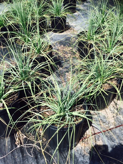 nolina-lindheimeriana-devil-s-shoestring-ribbon-grass