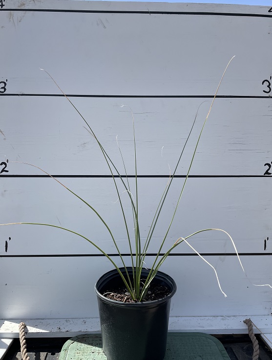 nolina-micrantha-bear-grass-beargrass-chaparral-bear-grass-chaparral-nolina-chaparral-beargrass