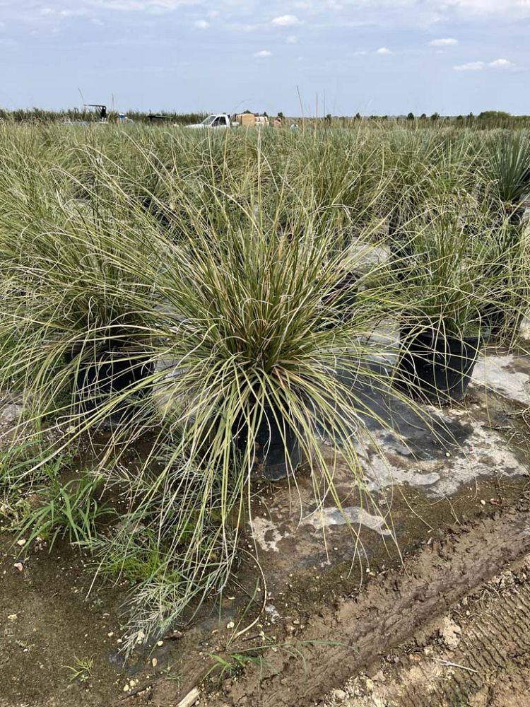 nolina-microcarpa-basket-grass-sacahuista-sawgrass-small-seeded-beargrass