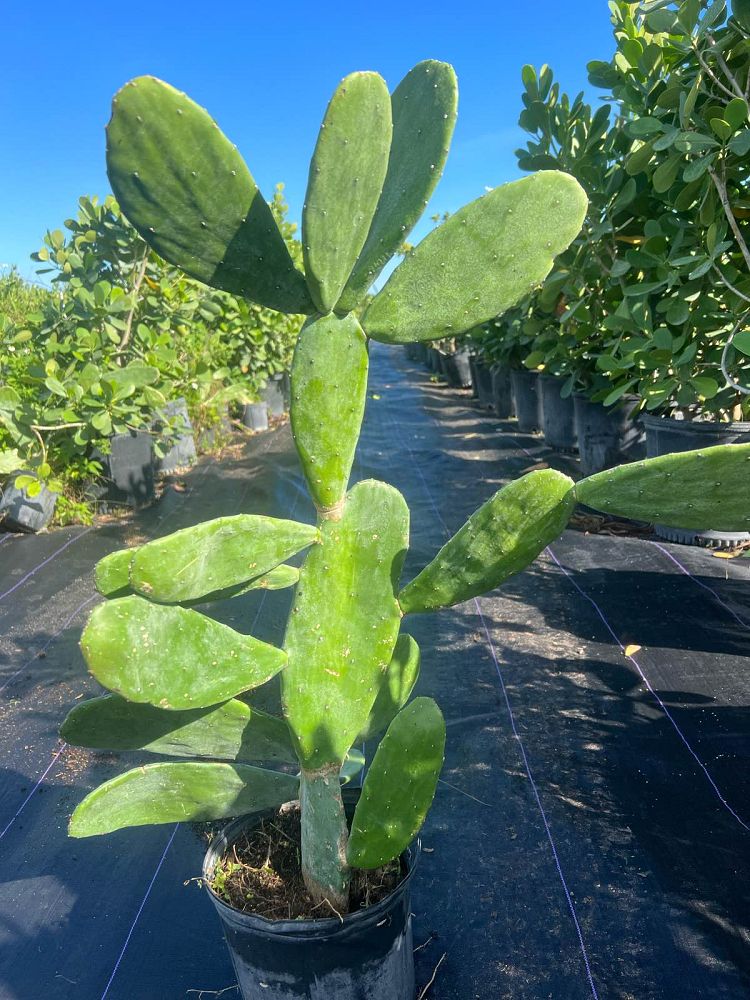 nopalea-cochenillifera-cochineal-nopal-cactus-prickly-pear