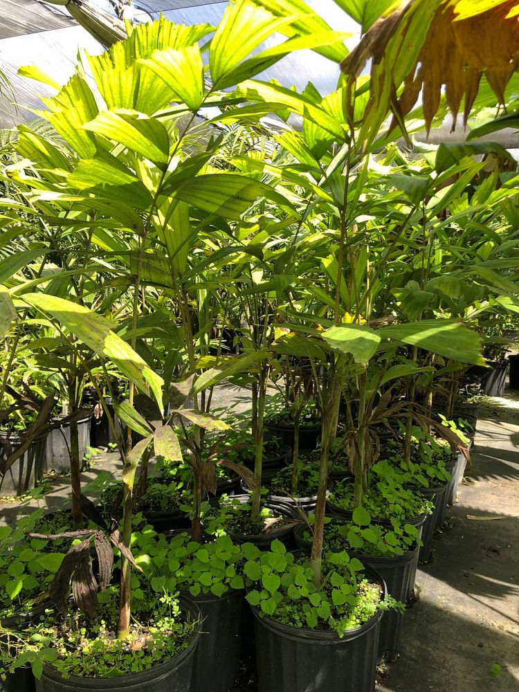 normanbya-normanbyi-black-palm
