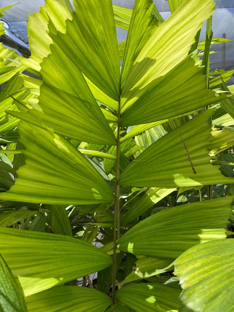 normanbya-normanbyi-black-palm