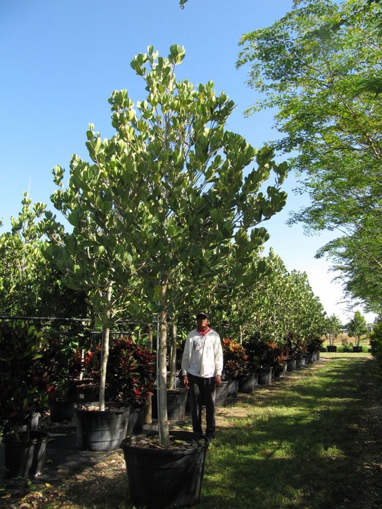 noronhia-emarginata-madagascar-olive