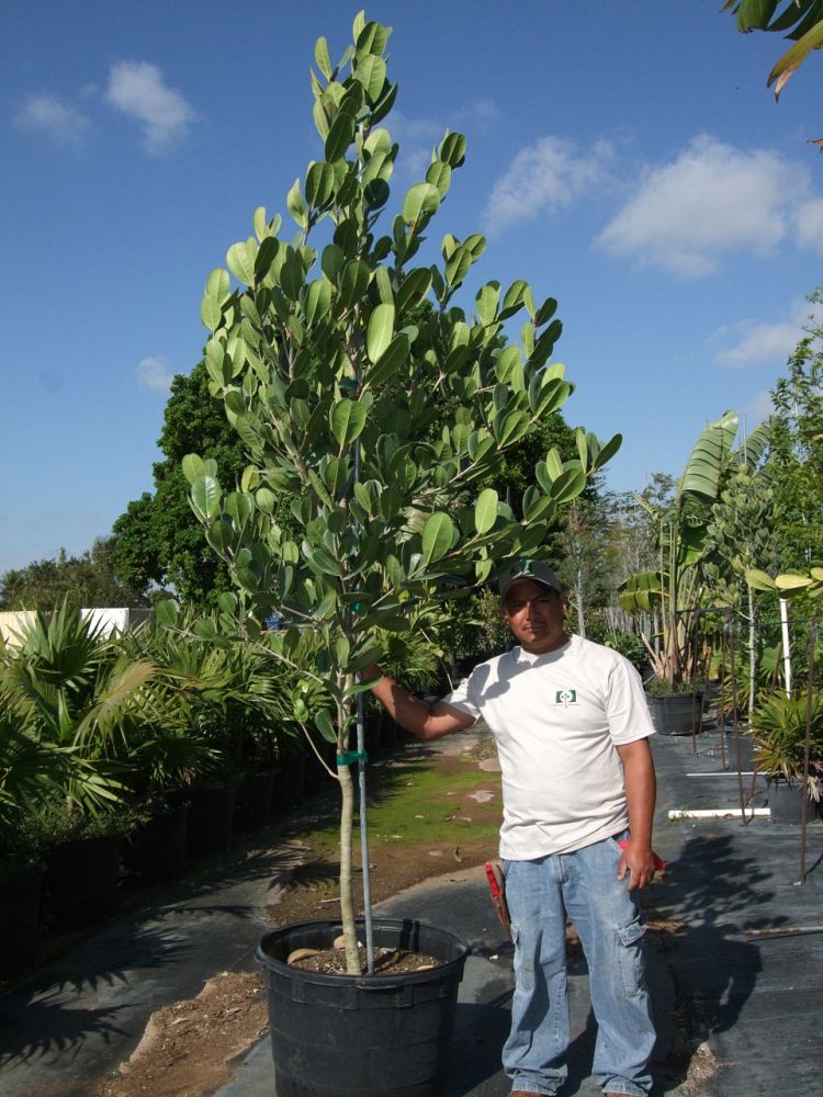 noronhia-emarginata-madagascar-olive