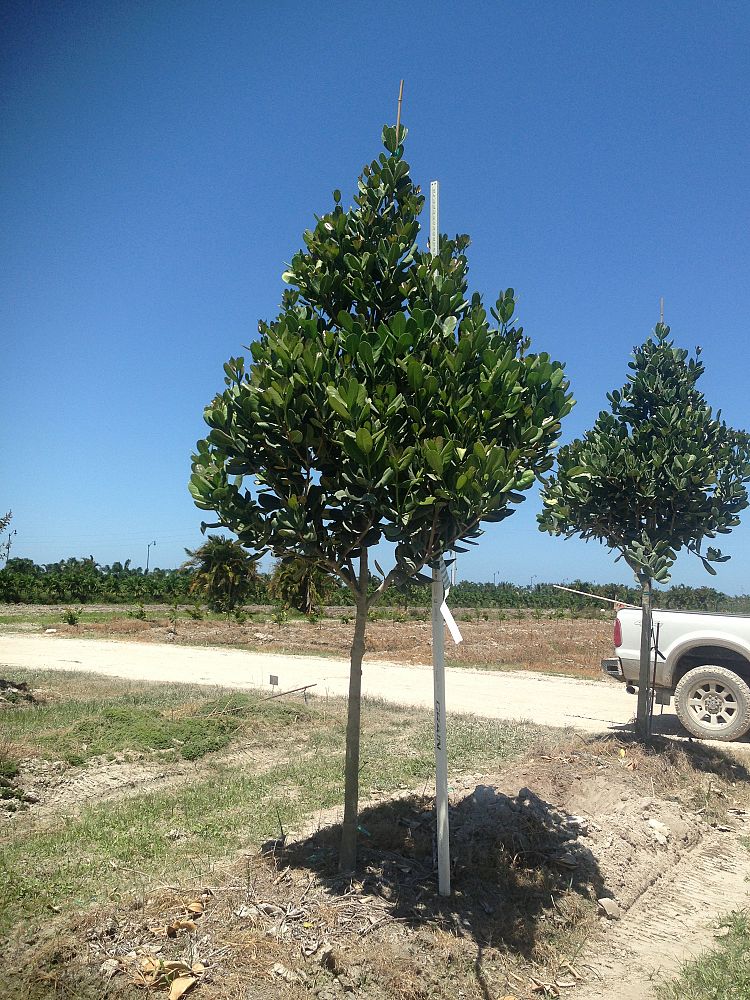 noronhia-emarginata-madagascar-olive