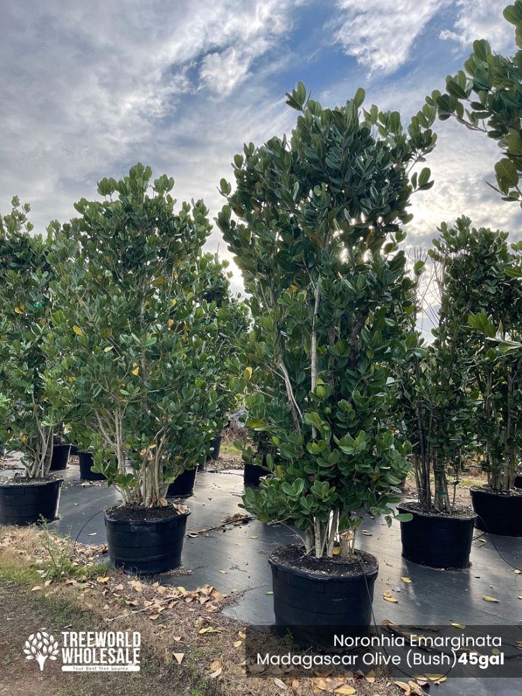 noronhia-emarginata-madagascar-olive