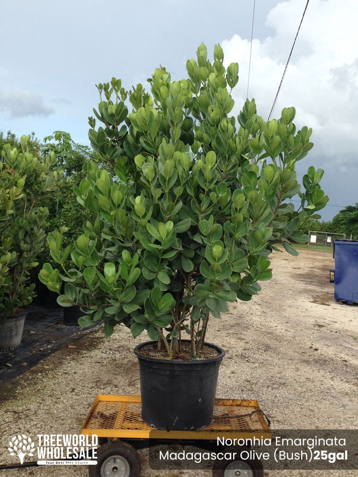 noronhia-emarginata-madagascar-olive