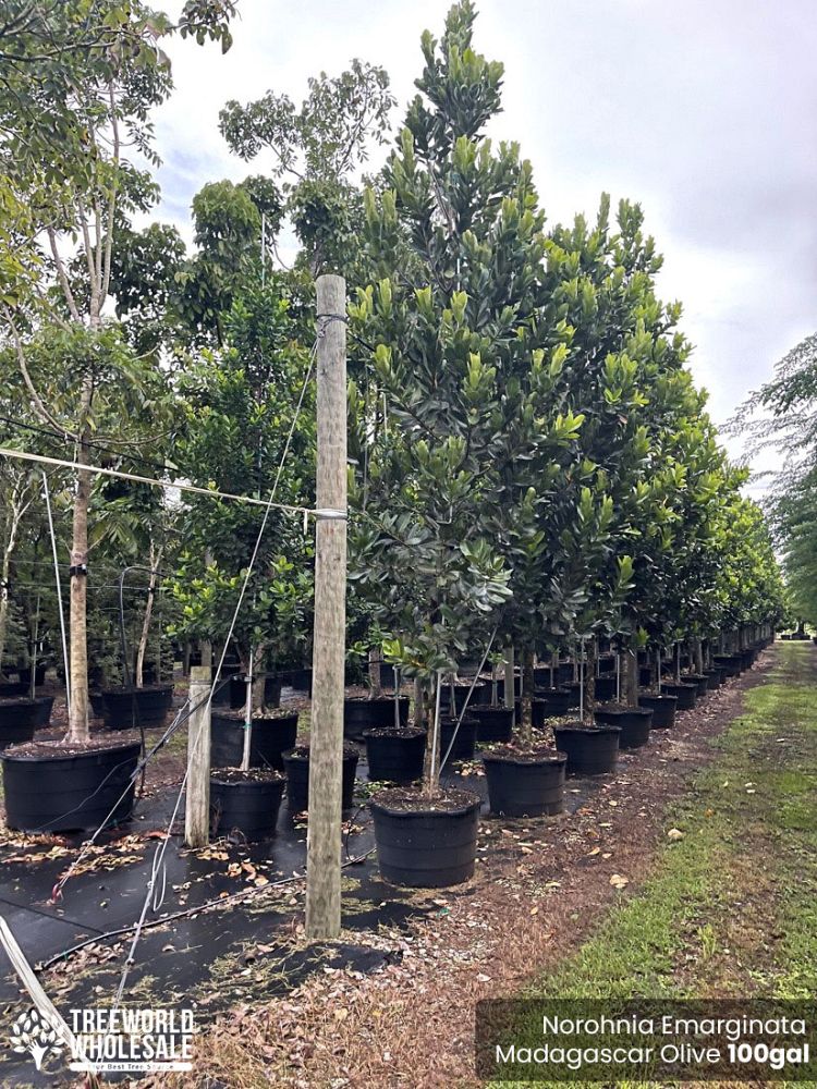 noronhia-emarginata-madagascar-olive